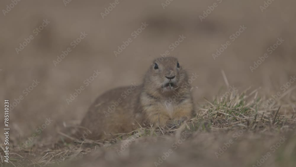 Funny gopher eating fresh grass, little ground squirrel or little suslik, Spermophilus pygmaeus in the family Sciuridae. Suslik in wildlife. ProRes 422, 10 bit ungraded C-LOG, Slow motion Funny gopher eating fresh grass, little ground squirrel or little suslik, Spermophilus pygmaeus in the family Sciuridae. Suslik in wildlife. ProRes 422, 10 bit ungraded C-LOG, Slow motion