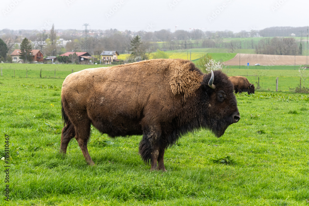 bisons au pâturage, élevage Suisse