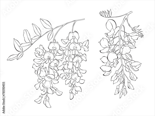 Acacia flower graphic black white isolated sketch illustration vector