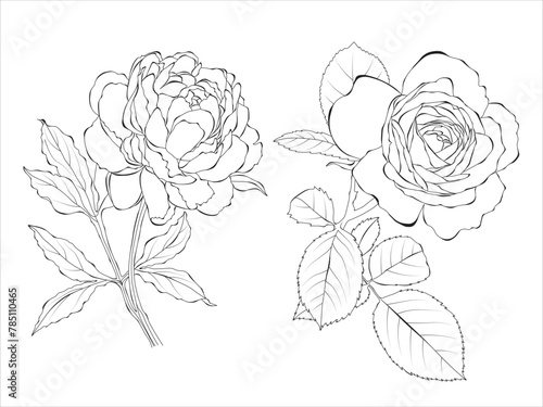 Peony and rose line art, outline Illustration. Flowers outline isolated on white background. Hand painted line art botanical illustration.
