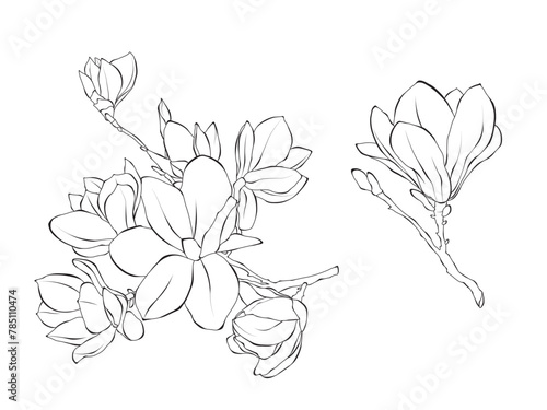 Flowers Magnolie line art outline vector illustration on white background