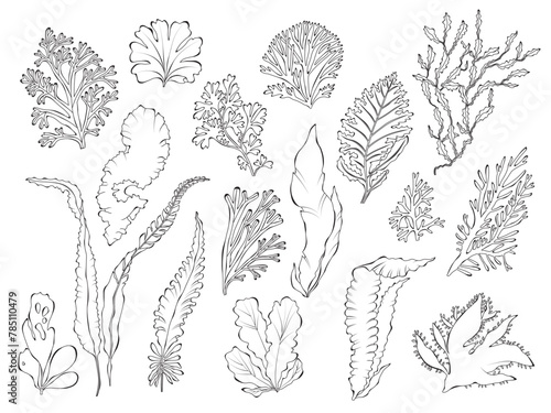 Algae line art, outline vector illustration isolated on white background.