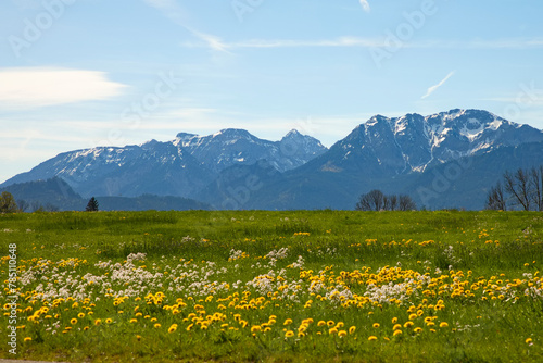 Löwenzahnblüte im Allgäu