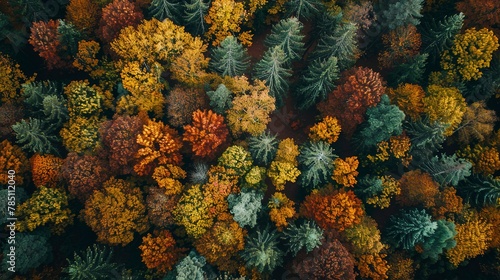 Autumn forest  vibrant colors  aerial close-up  bird s-eye view  patchwork of fall  golden hour