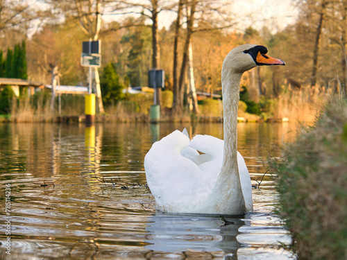 Fototapeta Naklejka Na Ścianę i Meble -  an elegant white swan swims in the water. the wild animal appears majestic. Bird