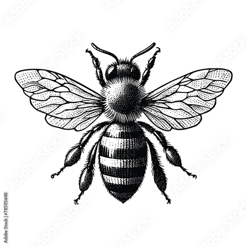 honey bee sketch old engraving vector illustration. hand drawn vintage honey bee old engraving vector illustration