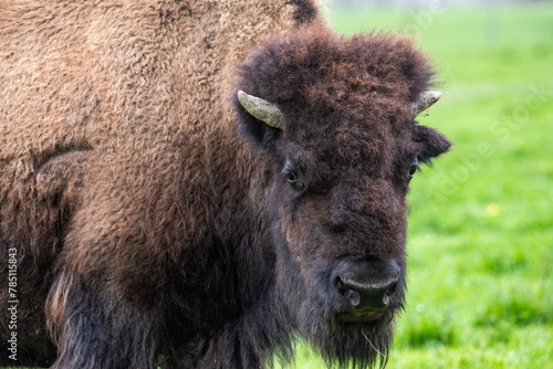 Portrait d'un bison