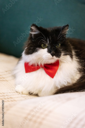 Cute cat with red bow tie on the sofa, close-up © Nataliya
