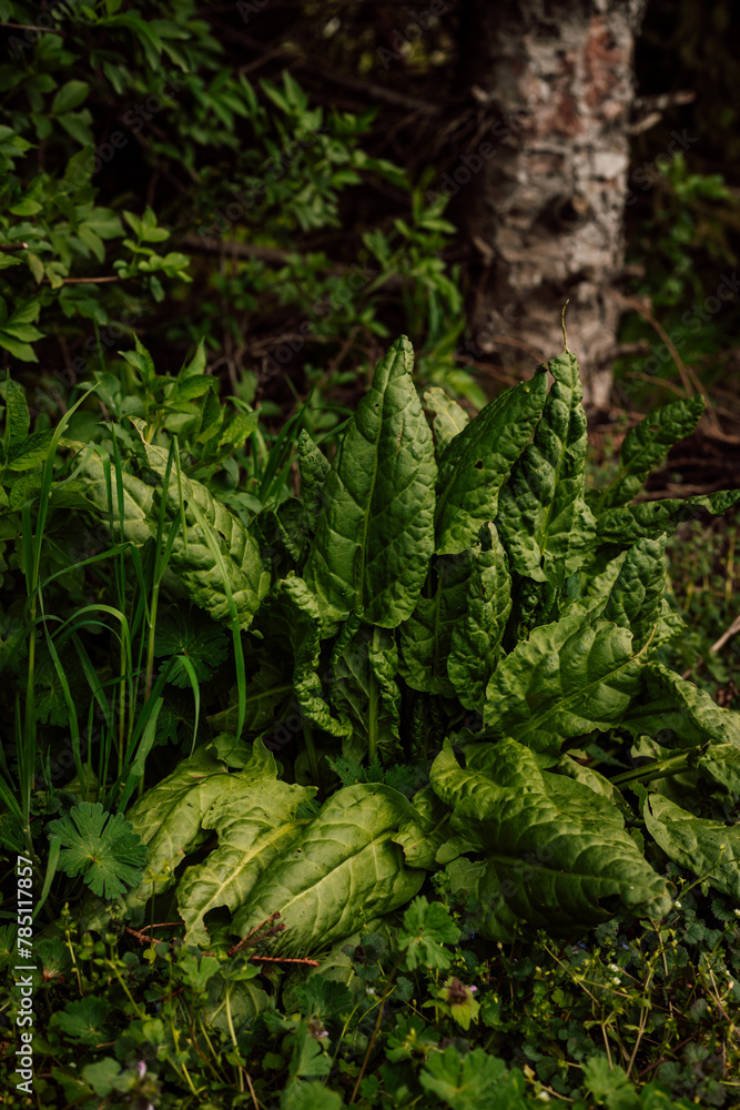 A sorrel bush in the garden. Horticulture. Life in the Countryside A sorrel bush in the garden. Horticulture. Life in the Countryside
