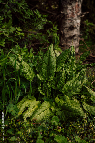 A sorrel bush in the garden. Horticulture. Life in the Countryside