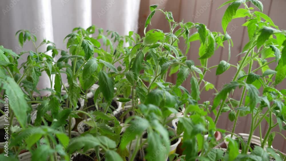 Tomato seedlings for planting in the garden in the spring. Home garden Tomato seedlings for planting in the garden in the spring. Home garden