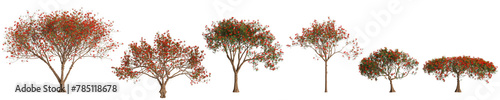 3d illustration of set Delonix regia tree isolated on transparent background