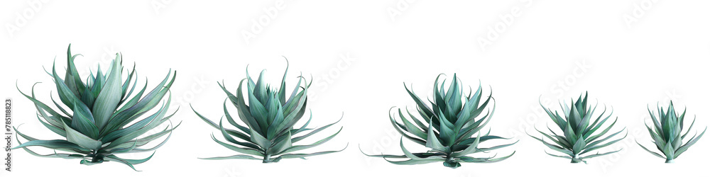 Fototapeta premium 3d illustration of set Agave shawii x attenuata tree isolated on transparent background