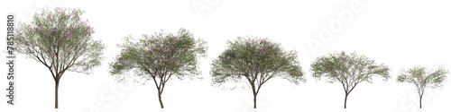 3d illustration of set Chilopsis linearis tree isolated on transparent background © TrngPhp