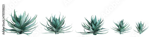 3d illustration of set Agave shawii x attenuata tree isolated on transparent background © TrngPhp