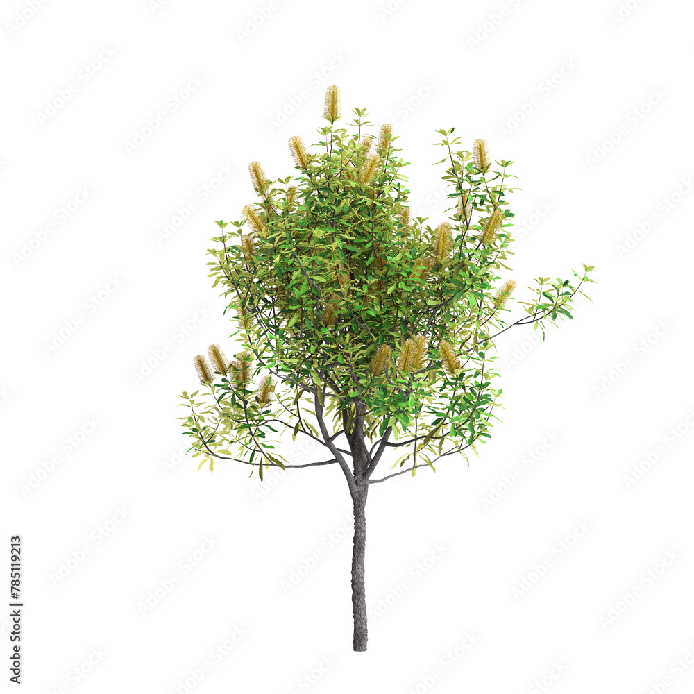 3d illustration of Banksia Integrifolia tree isolated on transparent background