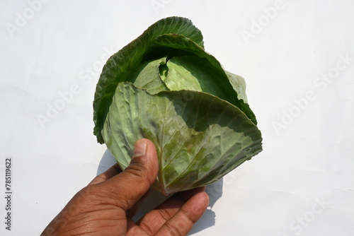 Cabbage vegetable white background. It is a leafy green, red, or white  biennial plant grown as an annual vegetable crop for its dense leaved heads. It is a most popular leafy vegetable.