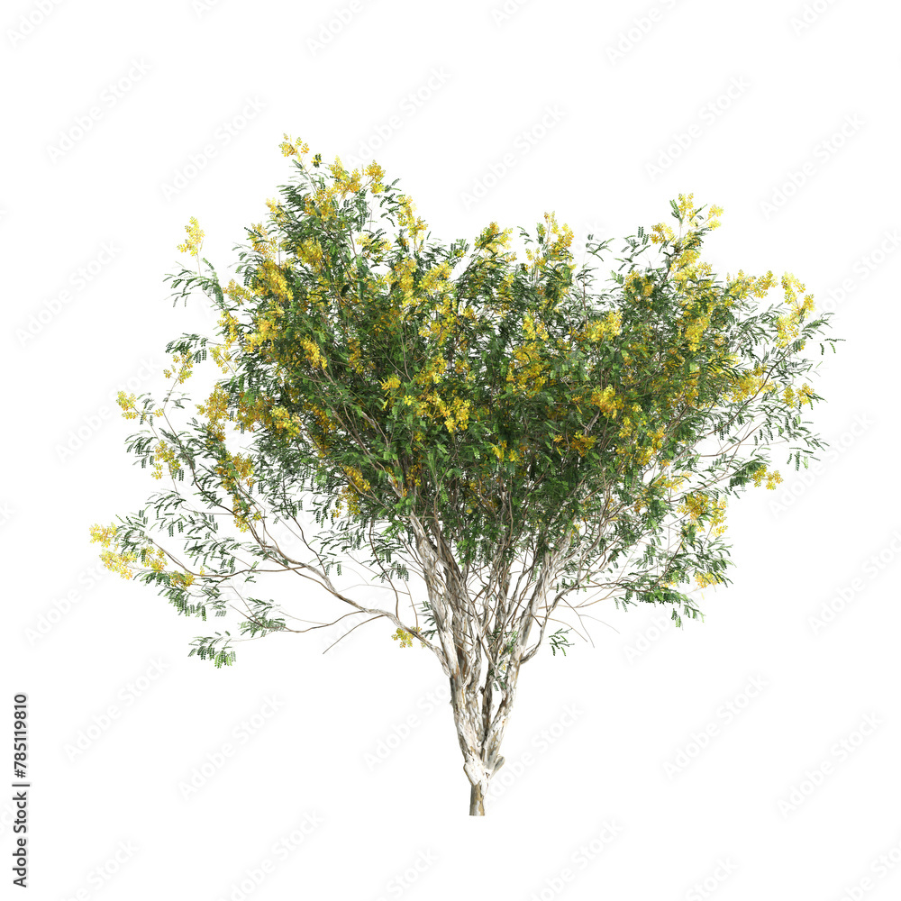 3d illustration of Caesalpinia ferrea tree isolated on transparent background