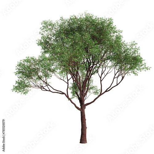 3d illustration of Corymbia calophylla tree isolated on transparent background