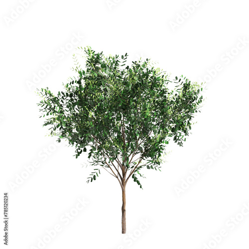 3d illustration of set Bergerocactus emoryi tree isolated on transparent background