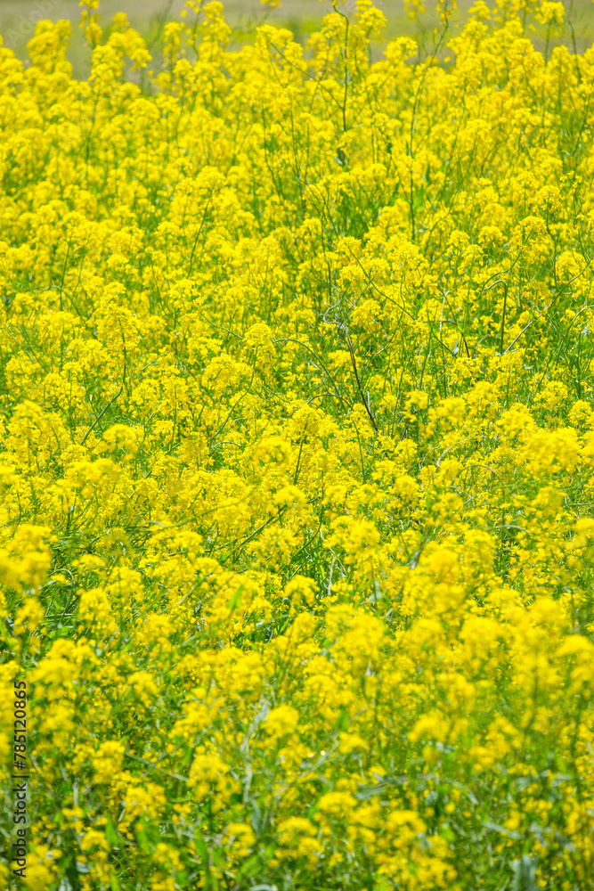 一面に咲いた菜の花 鳥取県 青島 一面に咲いた菜の花 鳥取県 青島