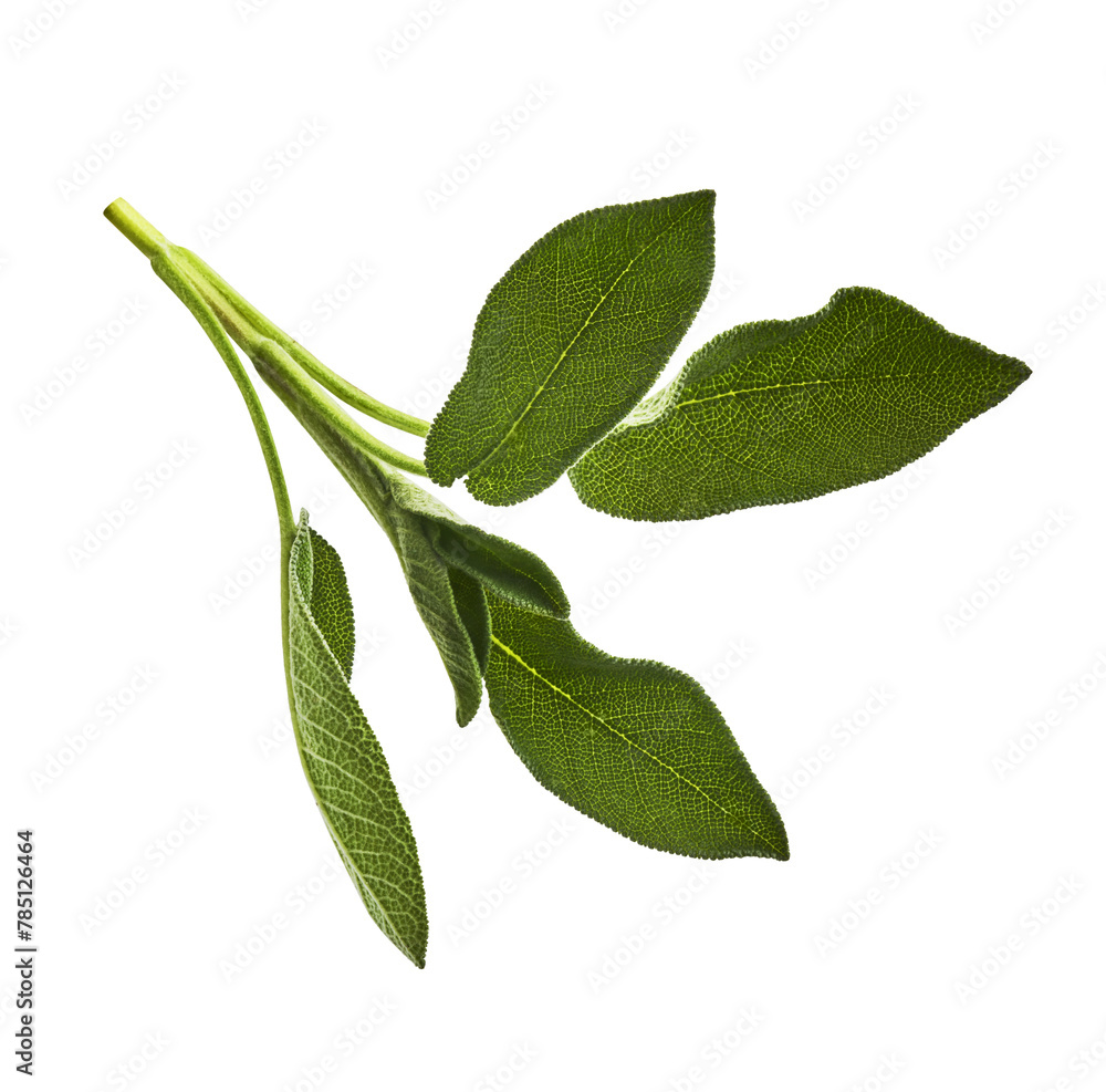 Obraz premium Beautiful fresh green Sage or Salvia leaf falling in the air isolated on white backgound