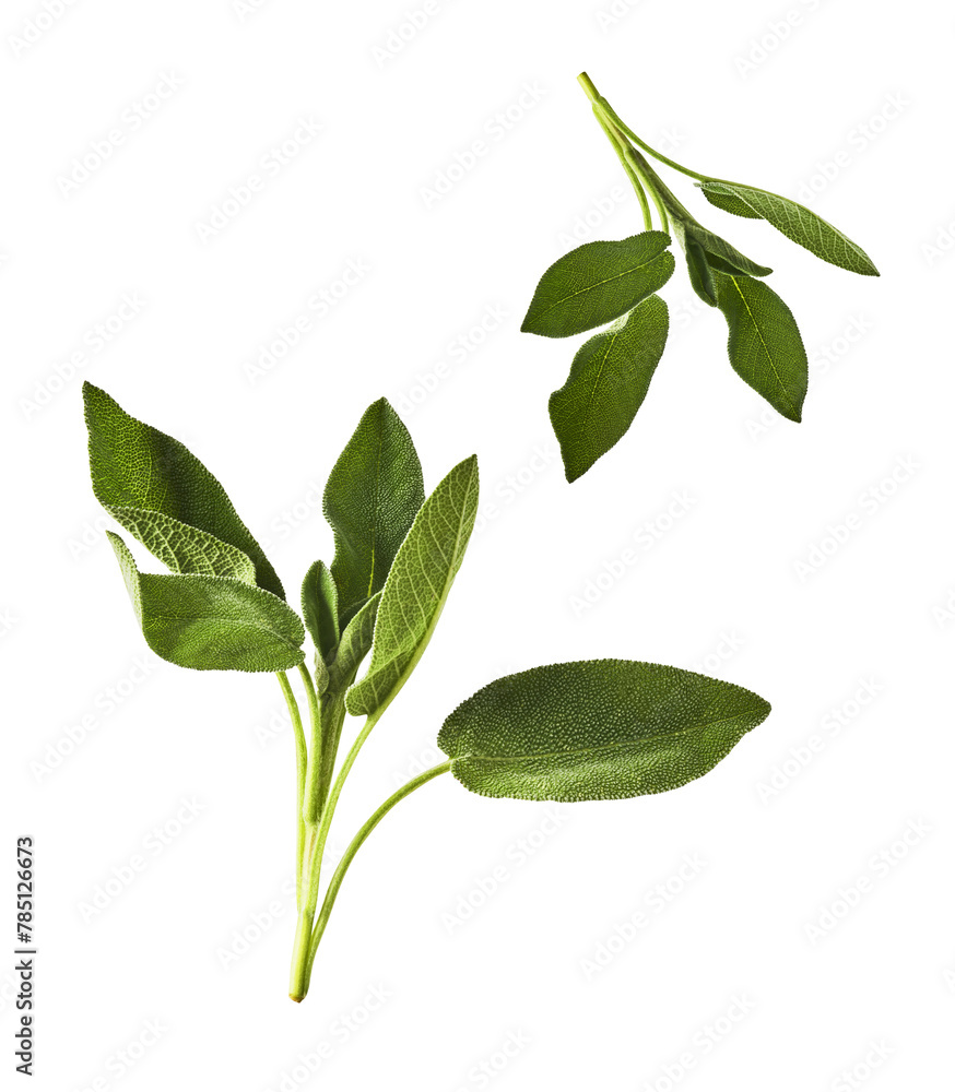 Beautiful fresh green Sage or Salvia leaf falling in the air isolated on white backgound Beautiful fresh green Sage or Salvia leaf falling in the air isolated on white backgound