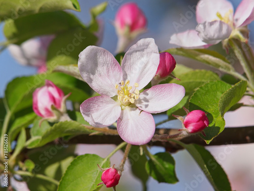 Apple tree blossom in spring  pink flowers