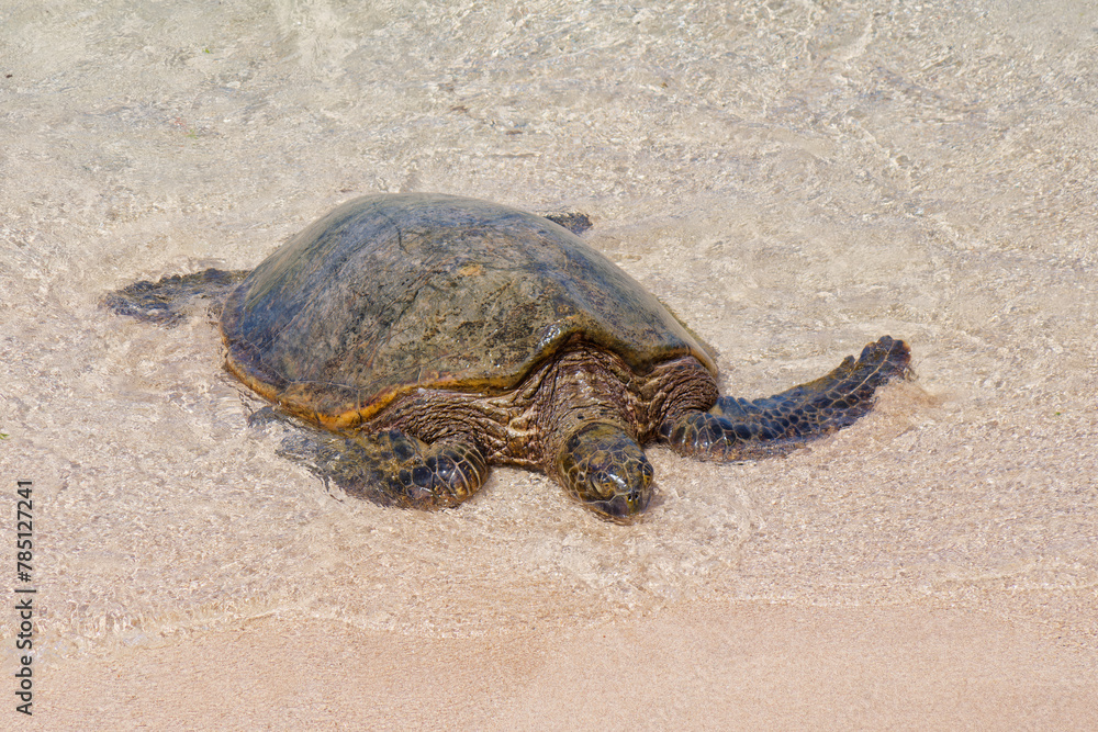 Fototapeta premium Close-up photo of a Green sea turtle (Chelonia mydas) walking out of the ocean to the sandy shore in Ho'okipa Beach Park on the island od Maui, Hawaii, USA