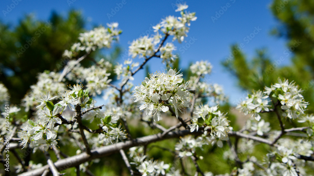 Trees blooming in spring. The first flowers and seeds of different types of plants such as maple. Leaves in front of blue sky. The focus is on the front.