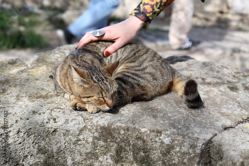 Cute cat lies on a big stone petted by female hand