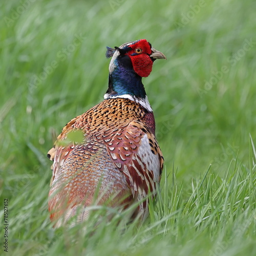 Pheasant (Phasianus colchicus).  A close up image of an adult male pheasant in Northern England.