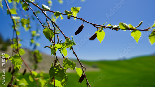Trees blooming in spring. The first flowers and seeds of different types of plants such as maple. Leaves in front of blue sky. The focus is on the front.