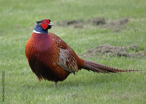 Pheasant (Phasianus colchicus).  A close up image of an adult male pheasant in Northern England.
