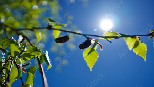 Trees blooming in spring. The first flowers and seeds of different types of plants such as maple. Leaves in front of blue sky. The focus is on the front.