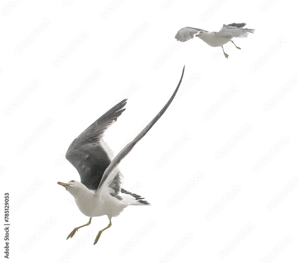 Fototapeta premium Flying seagull in the sky. Isolated on white.