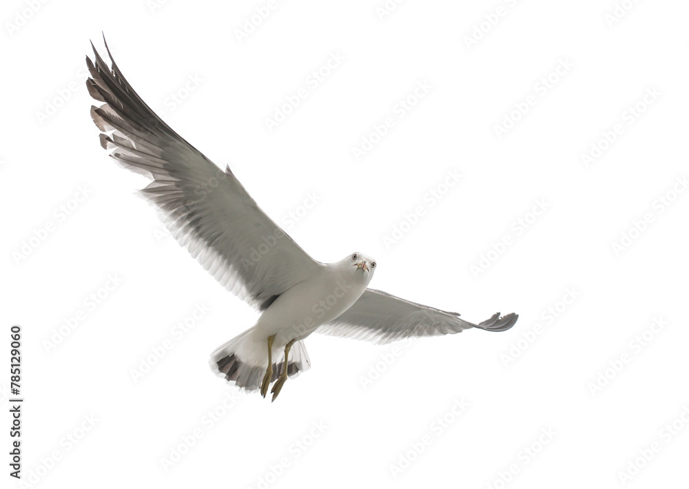 Obraz premium Flying seagull in the sky. Isolated on white.