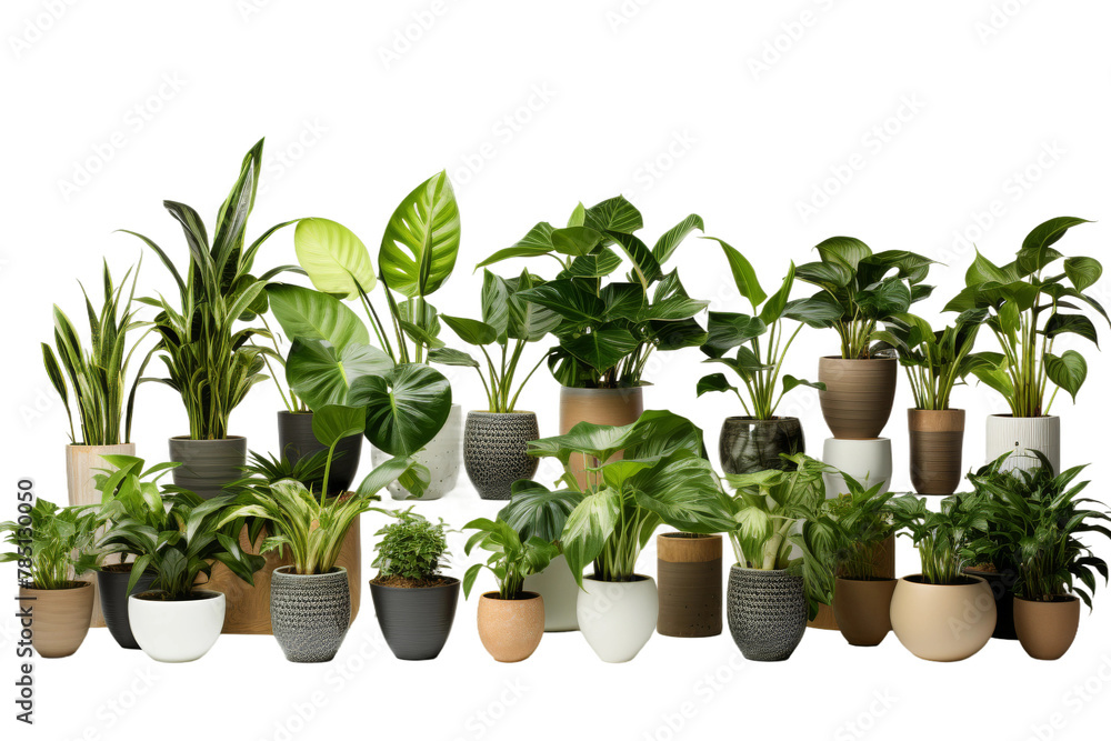 Oasis of Life: A Botanical Haven. On White or PNG Transparent Background. Oasis of Life: A Botanical Haven. On White or PNG Transparent Background.