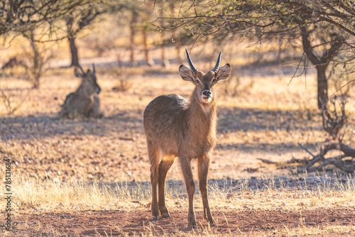 Male defassa waterbuck (kobus ellipsiprymnus defassa), masai mara national reserve, kenya, east africa, africa photo