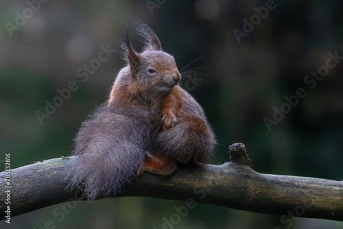 Eurasian red squirrel  Sciurus vulgaris  on a branch. Noord Brabant in the Netherlands.               