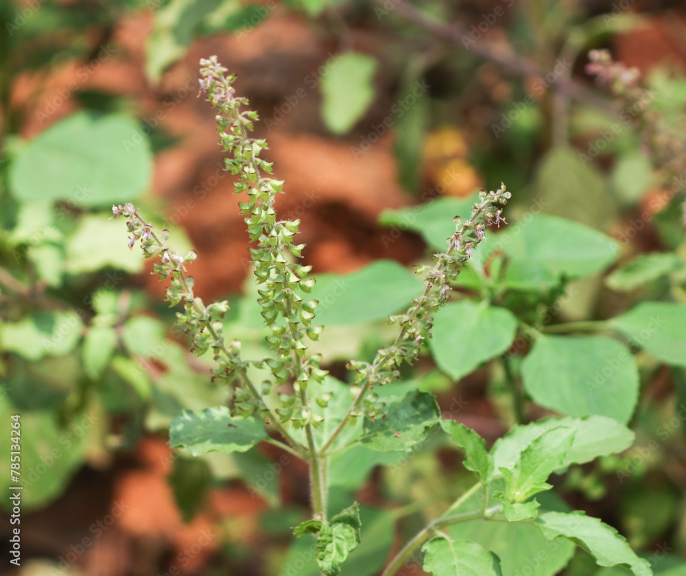 Selective focus closeup of holy basil Selective focus closeup of holy basil
