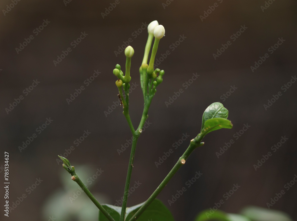 Selective focus of white jasmines flower bud Selective focus of white jasmines flower bud