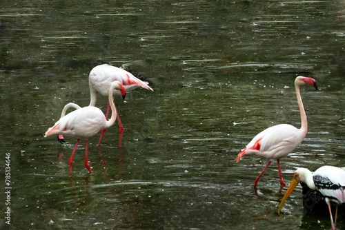 Flamingo birds on water