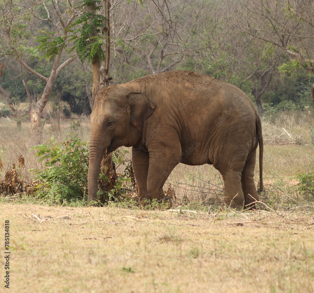 Image of a single standing elephant in the nature.