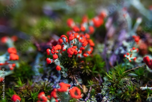 Selective focus of the British soldiers cup lichen plant  Cladonia cristatella 