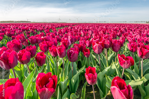 Red flowering tulips at a specialized Dutch bulb nursery. In the background are wind turbines for generating electricity. It is a beautiful spring day with some light clouds in the sky.