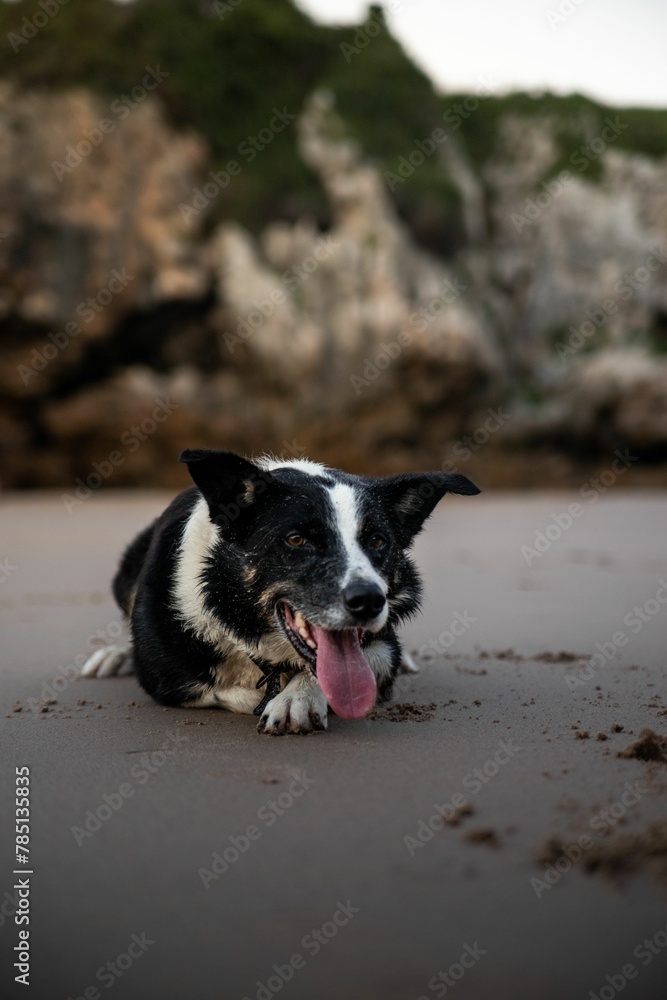 Vertical shot of the black and white dog sitting on the beach