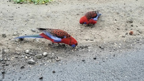 High angle shot of two Crimson rosella birds eating on a sandy field