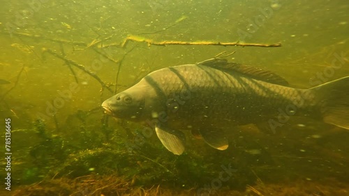 A common carp comes face-to-camera, detail on its mouth, then allows filming on its left side. 