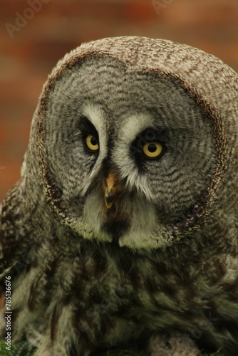 Closeup of a Great Gray Owl against the brown background